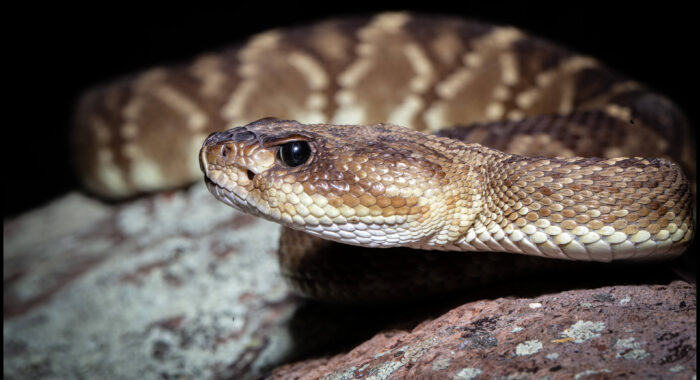 Blacktailed Rattlesnake At Night