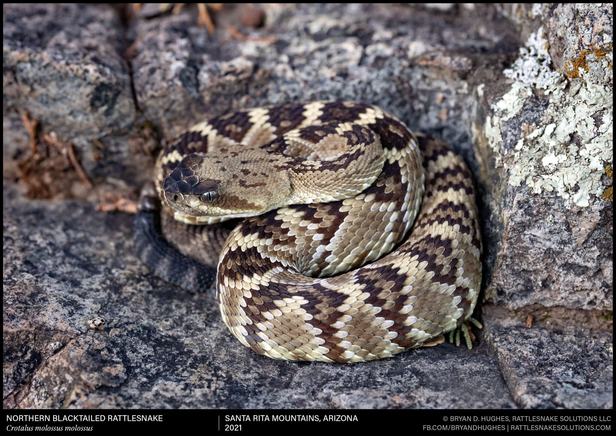 Baby Blacktailed Rattlesnake - Field Herper