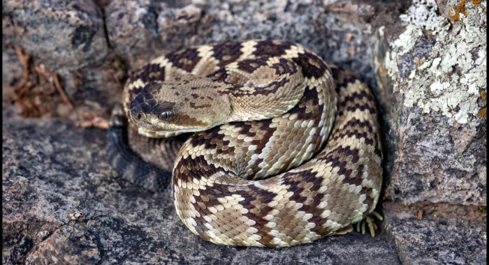 Baby Blacktailed Rattlesnake