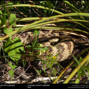 Blacktailed Rattlesnake In The Grass