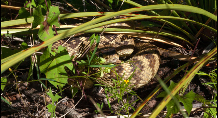 Blacktailed Rattlesnake In The Grass