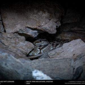 Blacktailed Rattlesnake In A Cave