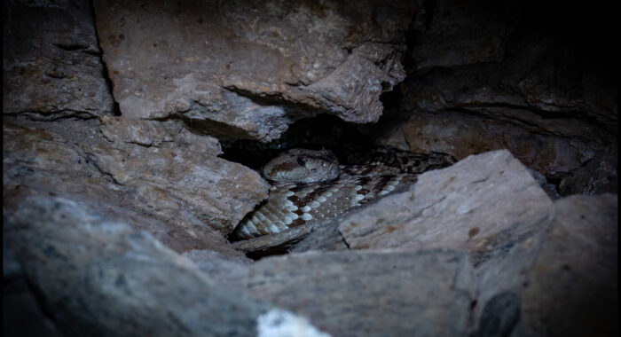 Blacktailed Rattlesnake In A Cave