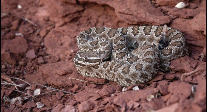 Young Grand Canyon Rattlesnake