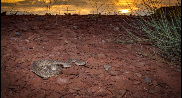 Grand Canyon Rattlesnake in Arizona