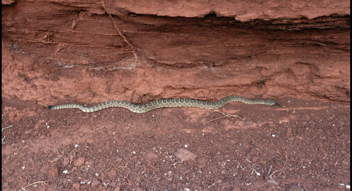 Grand Canyon Rattlesnake
