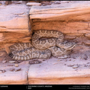 Grand Canyon Rattlesnake