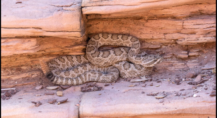 Grand Canyon Rattlesnake Grand Canyon Rattlesnake