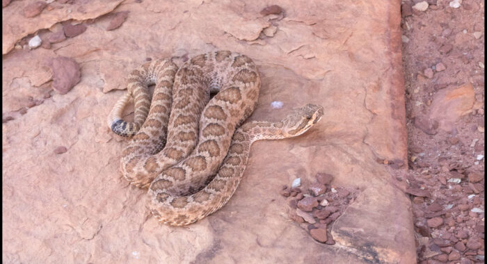 Grand Canyon Rattlesnake