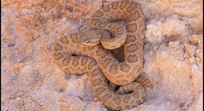 Grand Canyon Rattlesnake