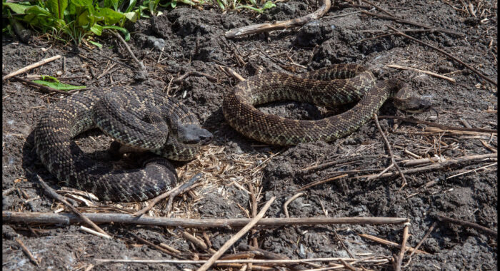 Southern Pacific Rattlesnakes in San Diego County