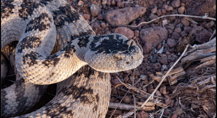 Great Basin Rattlesnake