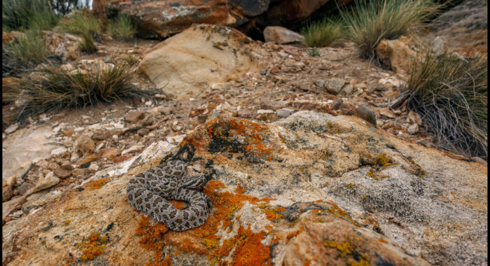Great Basin Rattlesnake in Arizona