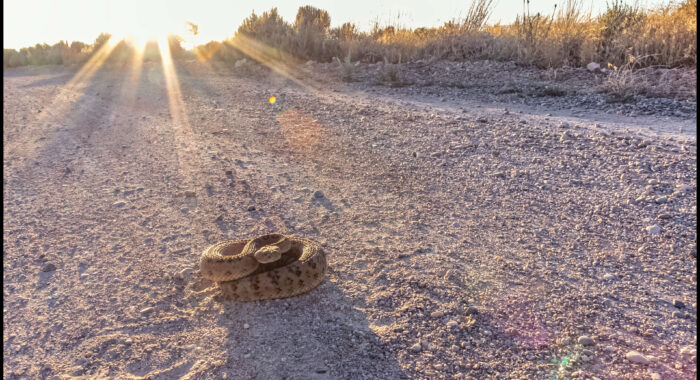 Great Basin Rattlesnake On The Road