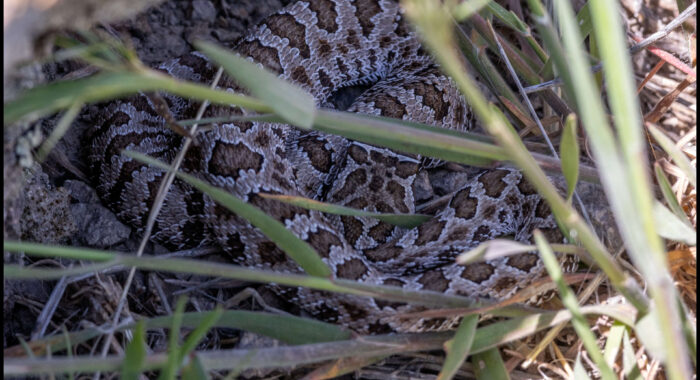 Great Basin Rattlesnake