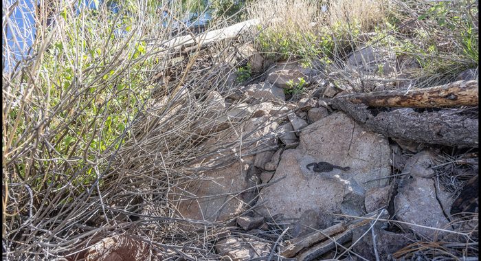 Twin Spotted Rattlesnake in an Example of Habitat