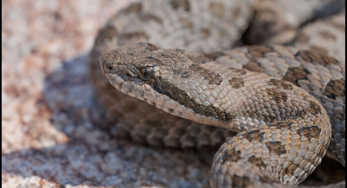 Twin Spotted Rattlesnake