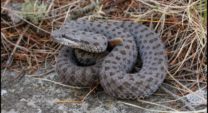 Twin Spotted Rattlesnake High on Mt. Graham