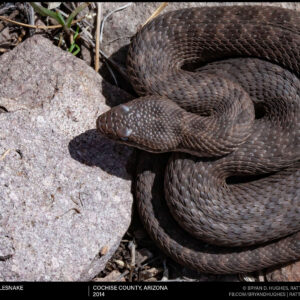 Twin-Spotted Rattlesnake