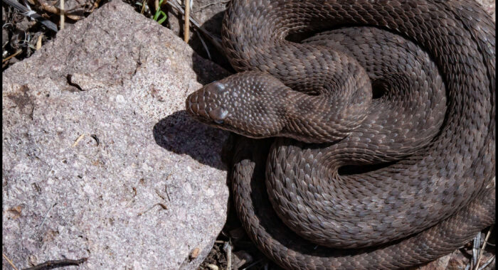 Twin-Spotted Rattlesnake