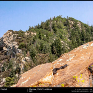 Twin Spotted Rattlesnake Up High