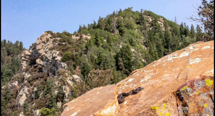 Twin Spotted Rattlesnake Up High