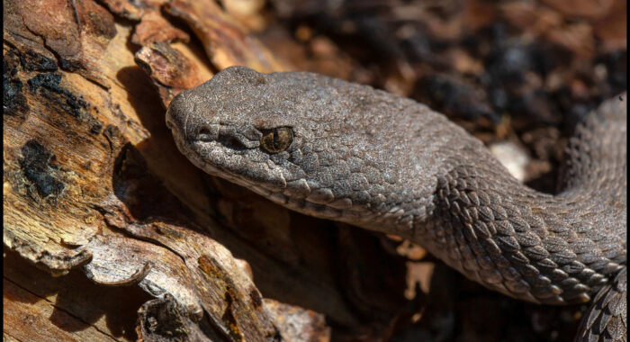 Twin-Spotted Rattlesnake in Arizona