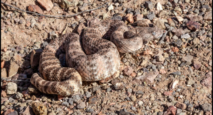 Speckled Rattlesnake With White Eyes
