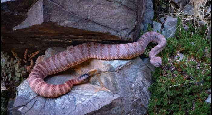 A Very Pregnant Rattlesnake in Phoenix