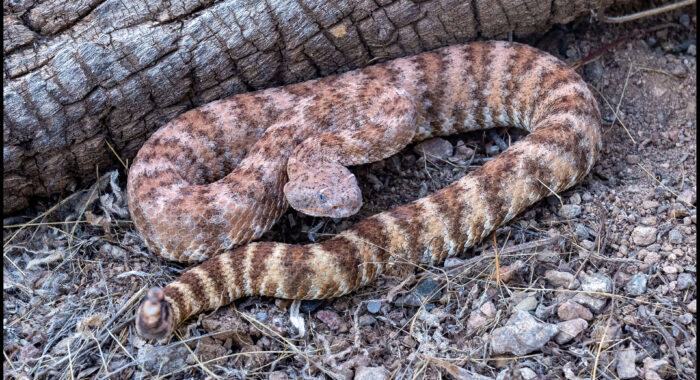 Southwestern Speckled Rattlesnake in Bighorn Mountains
