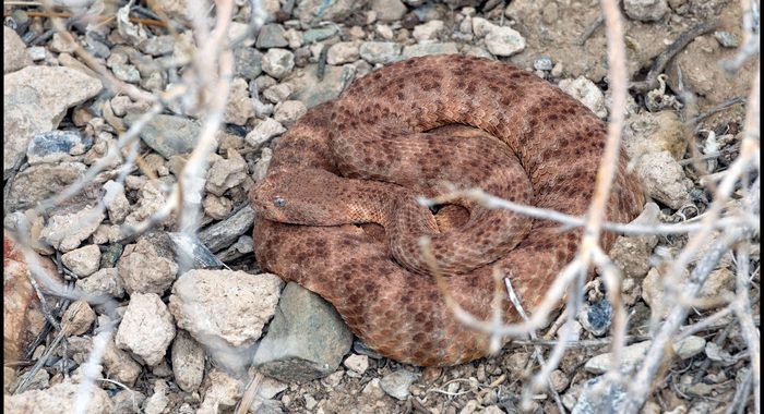 Speckled Rattlesnake in the Open … But Still Hiding