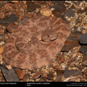 Red Speckled Rattlesnake In Ambush