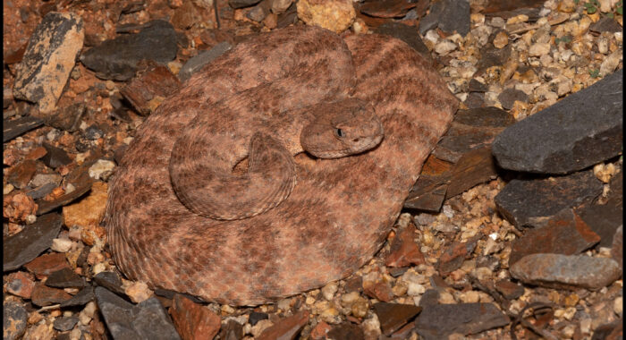 Red Speckled Rattlesnake In Ambush