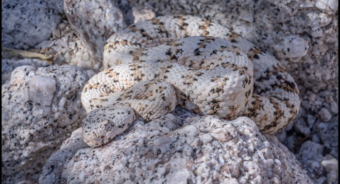 White Speckled Rattlesnake