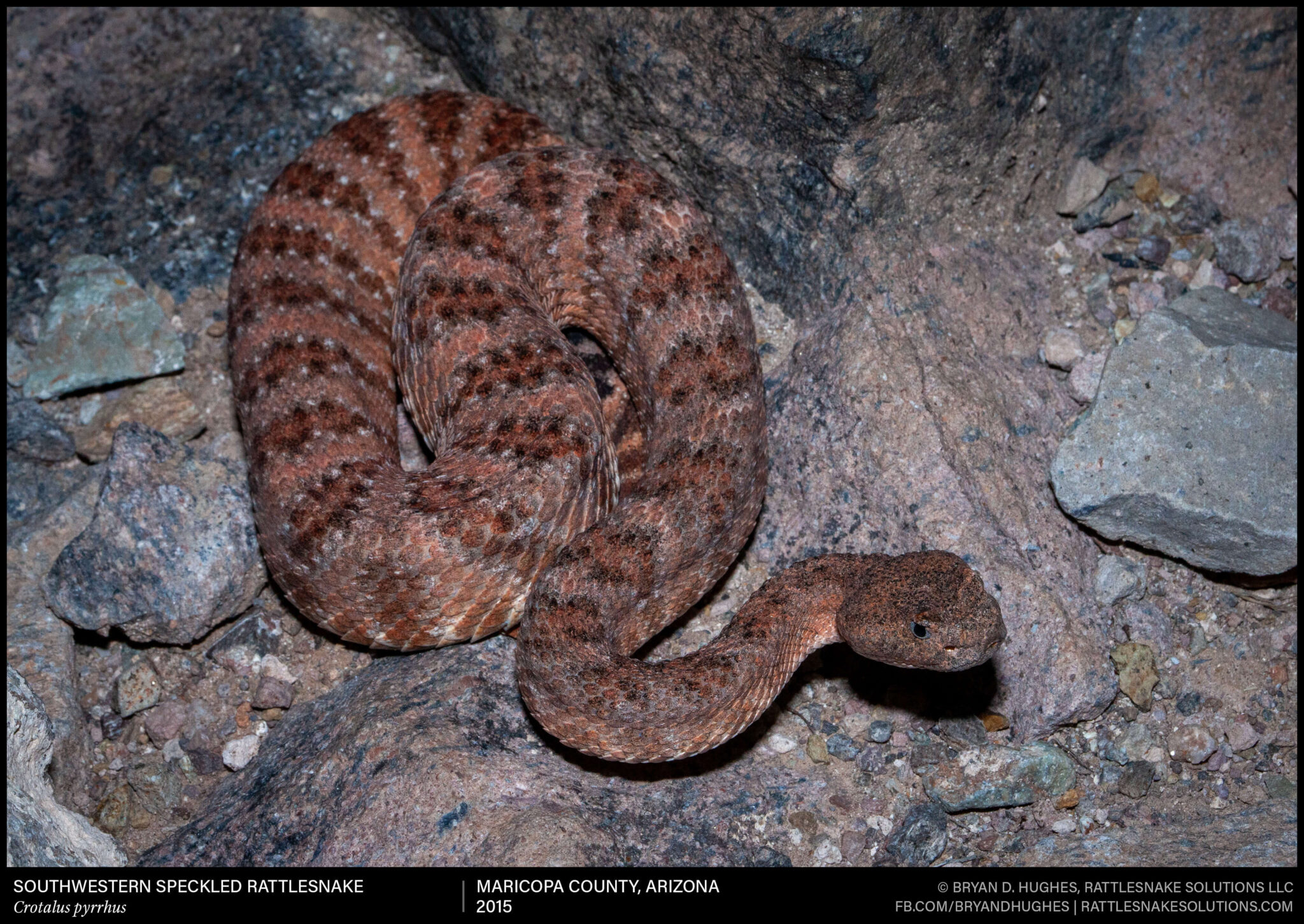 Red Rip Redal Snake Red Speckled Rattlesnake in Phoenix - Field Herper