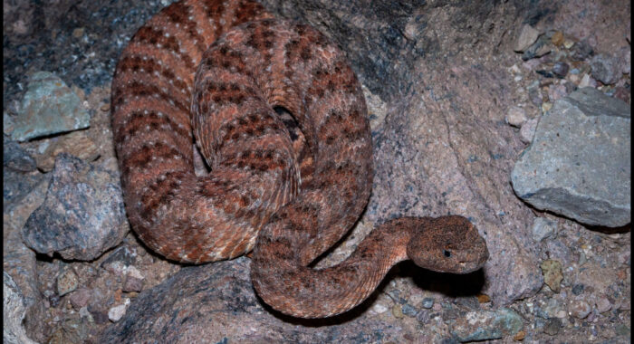 Red Speckled Rattlesnake in Phoenix