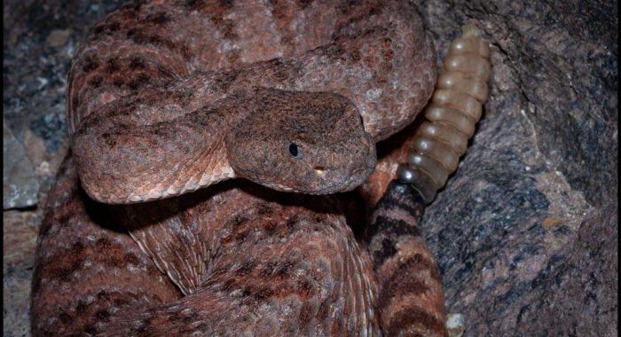 Red Southwestern Speckled Rattlesnake
