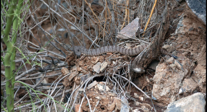 Speckled Rattlesnake Resting Near Den