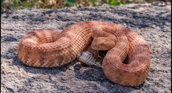 Bright Orange Speckled Rattlesnake in Central Arizona