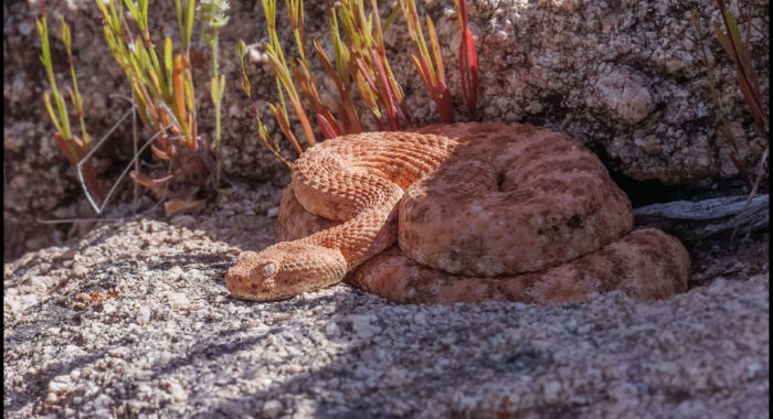 Speckled Rattlesnake in Ambush