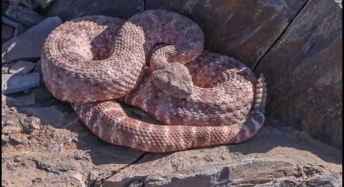 Southwestern Speckled Rattlesnake in Pink