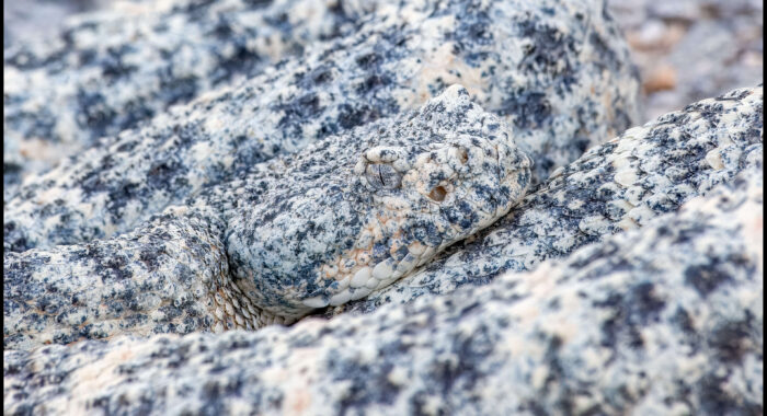 Southwestern Speckled Rattlesnake Extreme Camouflage