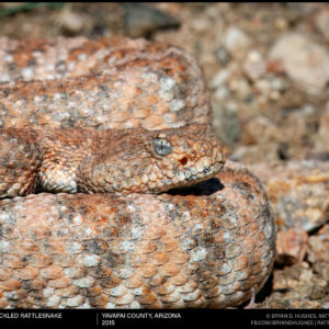 Southwestern Speckled Rattlesnake Crypsis