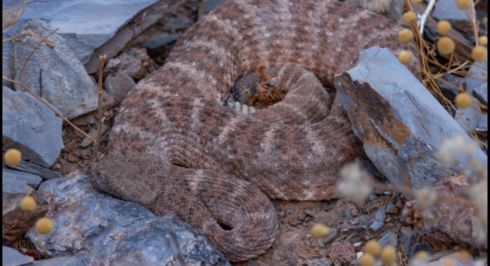 Speckled Rattlesnake At Dawn and Thermal Tolerances