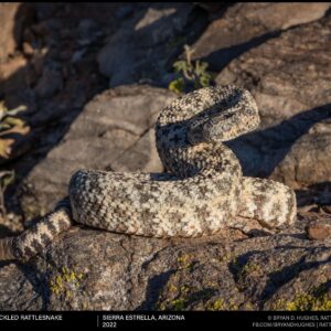 Speckled Rattlesnake from the Estrellas