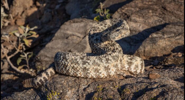 Speckled Rattlesnake from the Estrellas