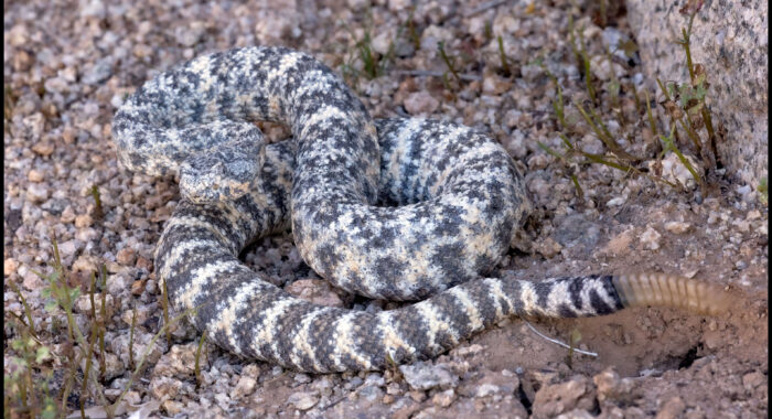 Speckled Rattlesnake from Phoenix