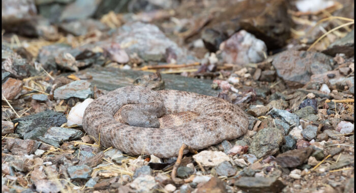 Drinking Rattlesnake