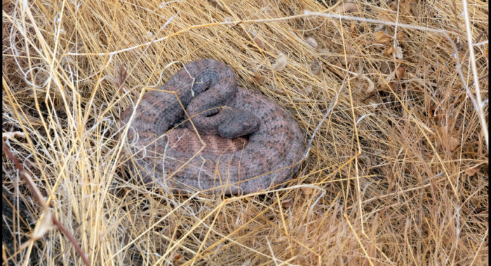 Speckled Rattlesnake Drinking Rainwater