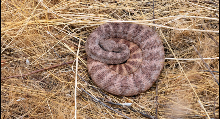 Southwestern Speckled Rattlesnake Drinking